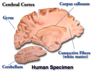 Cerebral Cortex