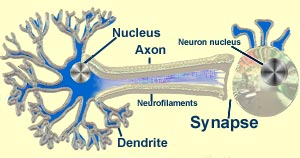 Ilustration of healthy dopamine system