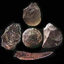 Australopithecus