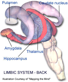 Limbic System - Back