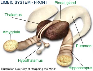 Limbic System - Front
