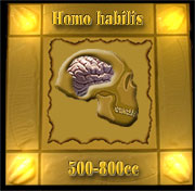 Homo habilis brain
